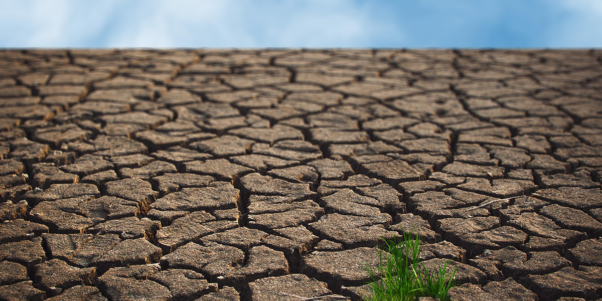 Environment News 2026: Biodiversity Loss, Deforestation, Pollution, and Conservation Efforts